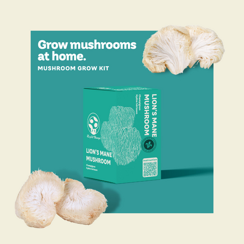 Kit de culture de champignons crinière de lion