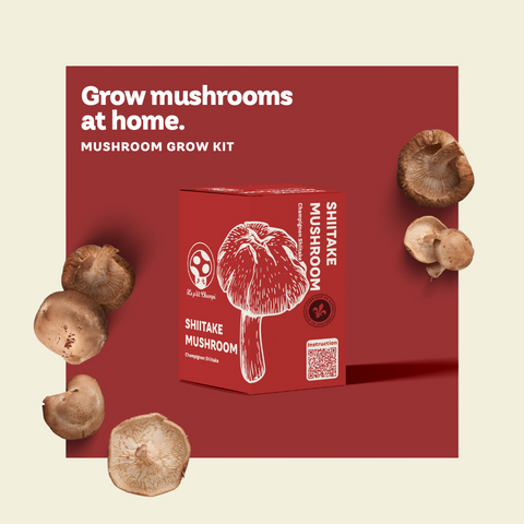 Shiitake Mushroom Growing Kit