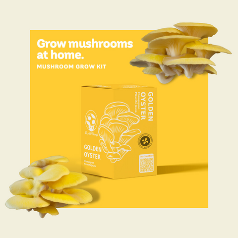 Golden Oyster Mushroom Growing Kit