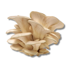 Pearl Oyster Mushroom