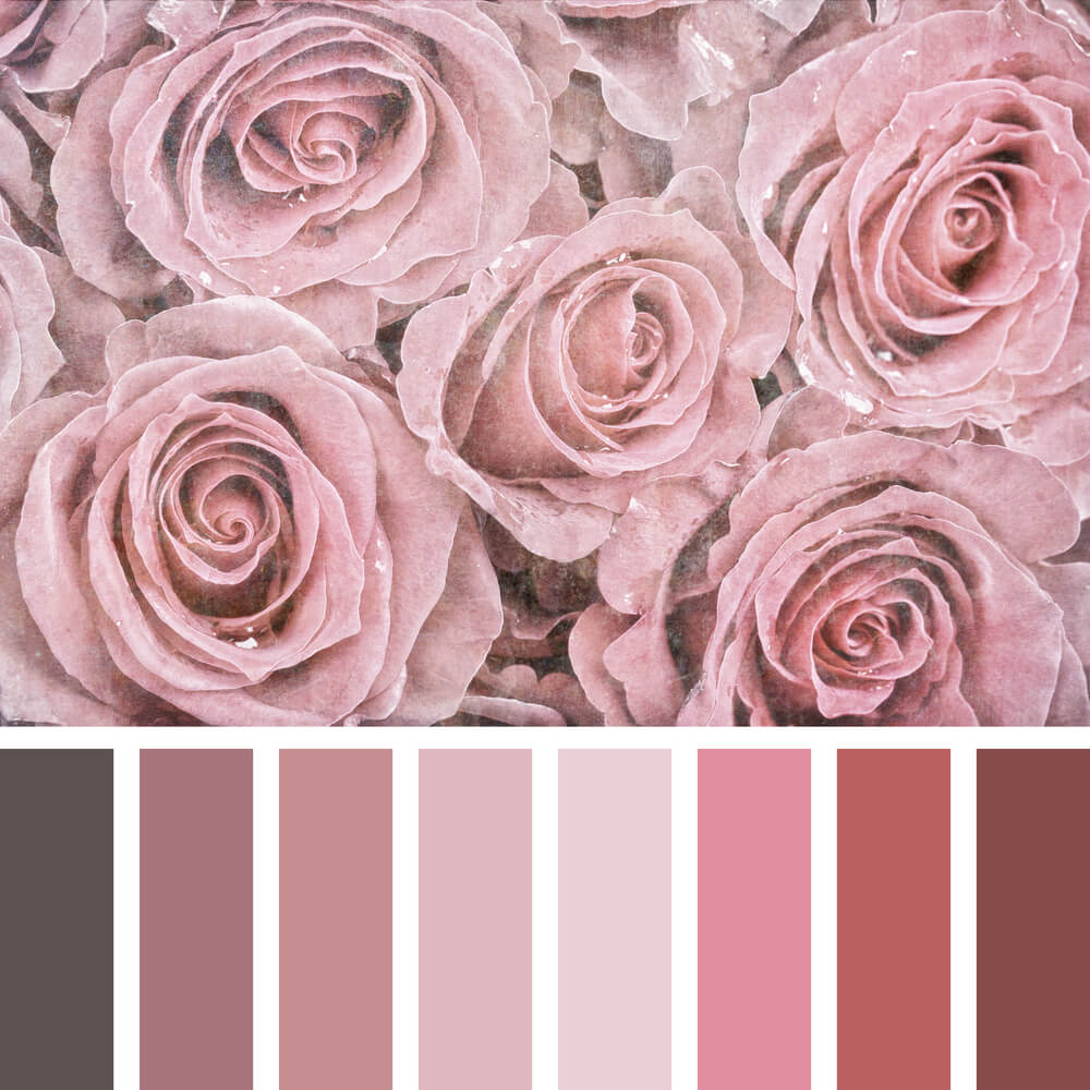 Vintage looking bouquet of pink roses with an image of complimentary colour swatches underneath