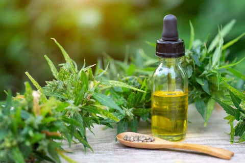 Essential oils of cannabis