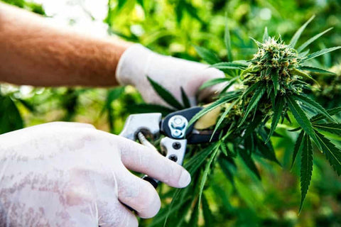 harvesting autoflowering cannabis