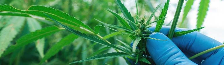 Mano con il guanto in lattice blu tiene le piante di cannabis