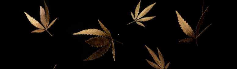Golden cannabis leaves on black background
