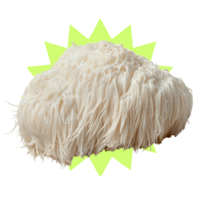 lions mane mushroom