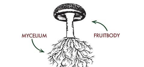 mycelium vs fruiting body