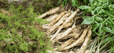 research about panax ginseng