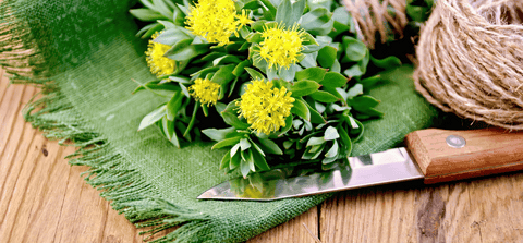 rhodiola rosea research