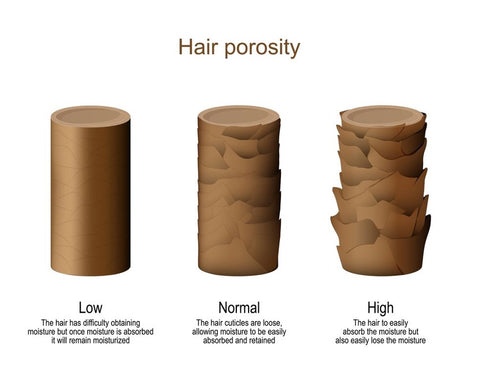Hair porosity - Influences the health and manageability of your hair