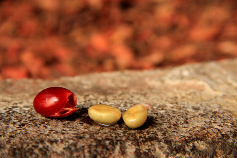 Coffee Cherry Anatomy