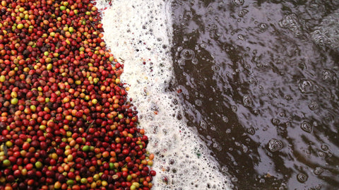 Washed Process Coffee