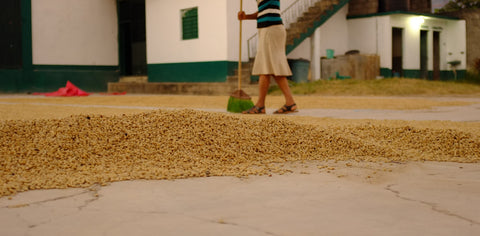 Pulped Natural Process Coffee