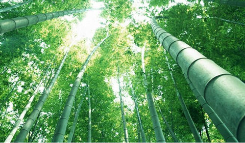 bamboo