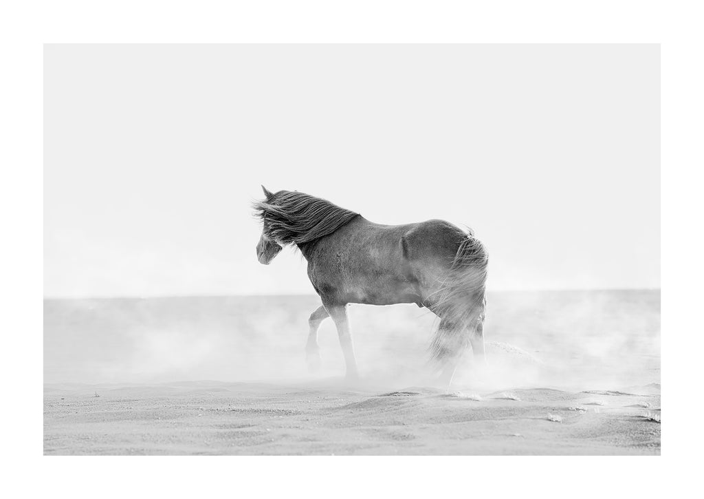 "Gust" a black and white print of a horse on a beach in iceland. 