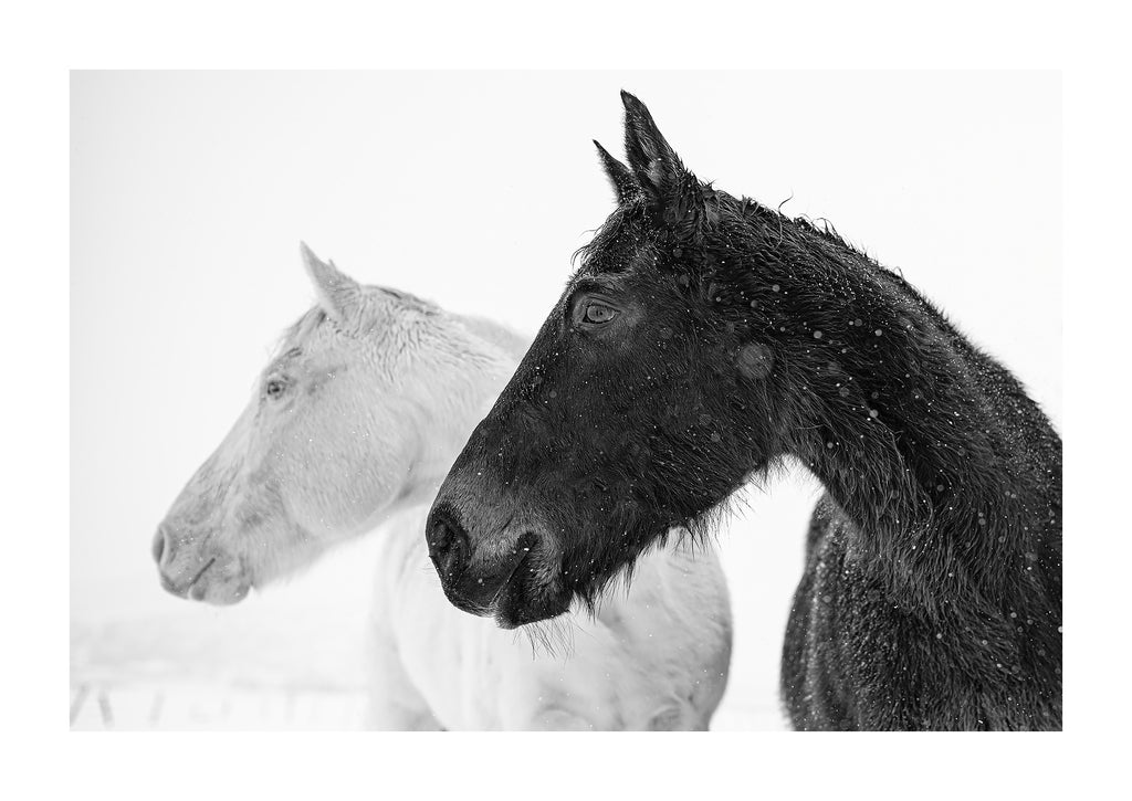 black and white horses photograph