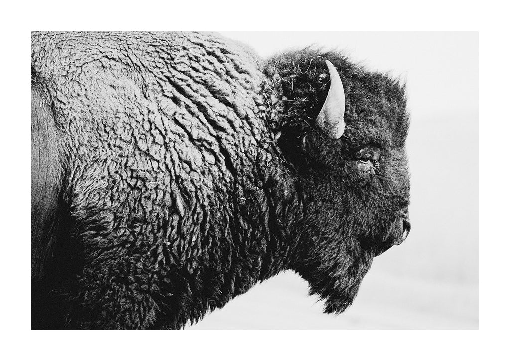 Black and white bison portrait 