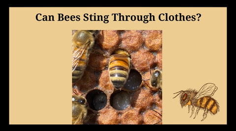 Can bees sting through clothes?