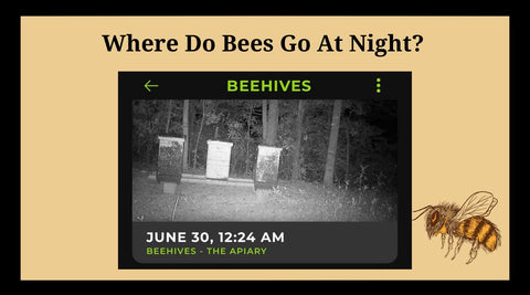 Where do bees go at night?