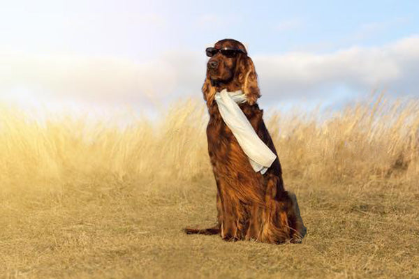 Les écharpes en cachemire feutré pour chien présentent plusieurs avantages.