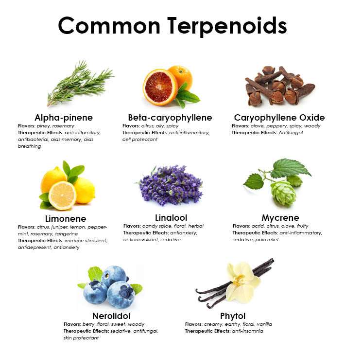 Photo of Common Trepenoids