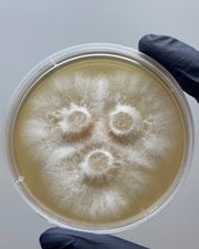 A petri dish with a beige colored agar containing 3 white circles with mushroom mycelium growing from the center.