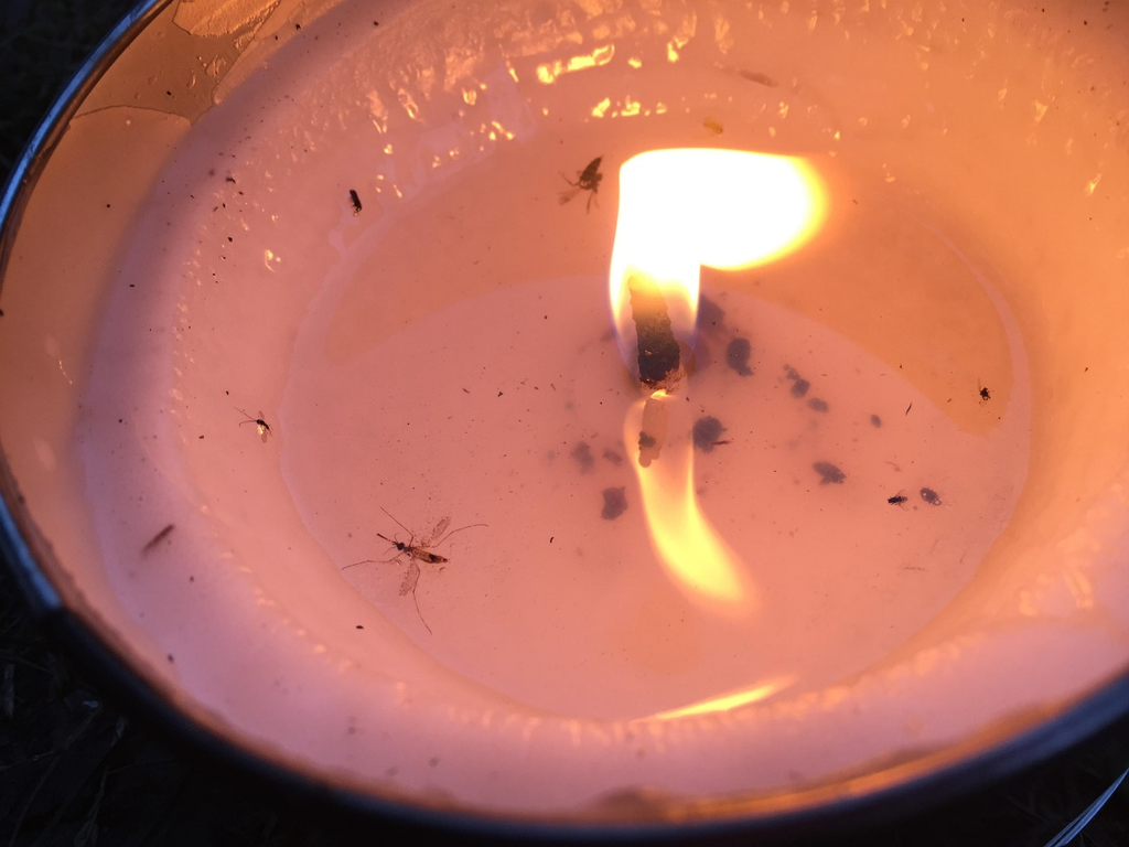 Citronella candles