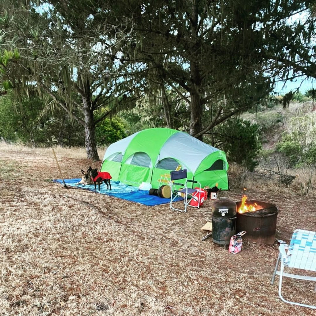 Dogs with tent