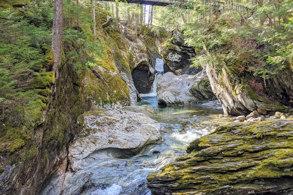 Forest-Vermont Photo