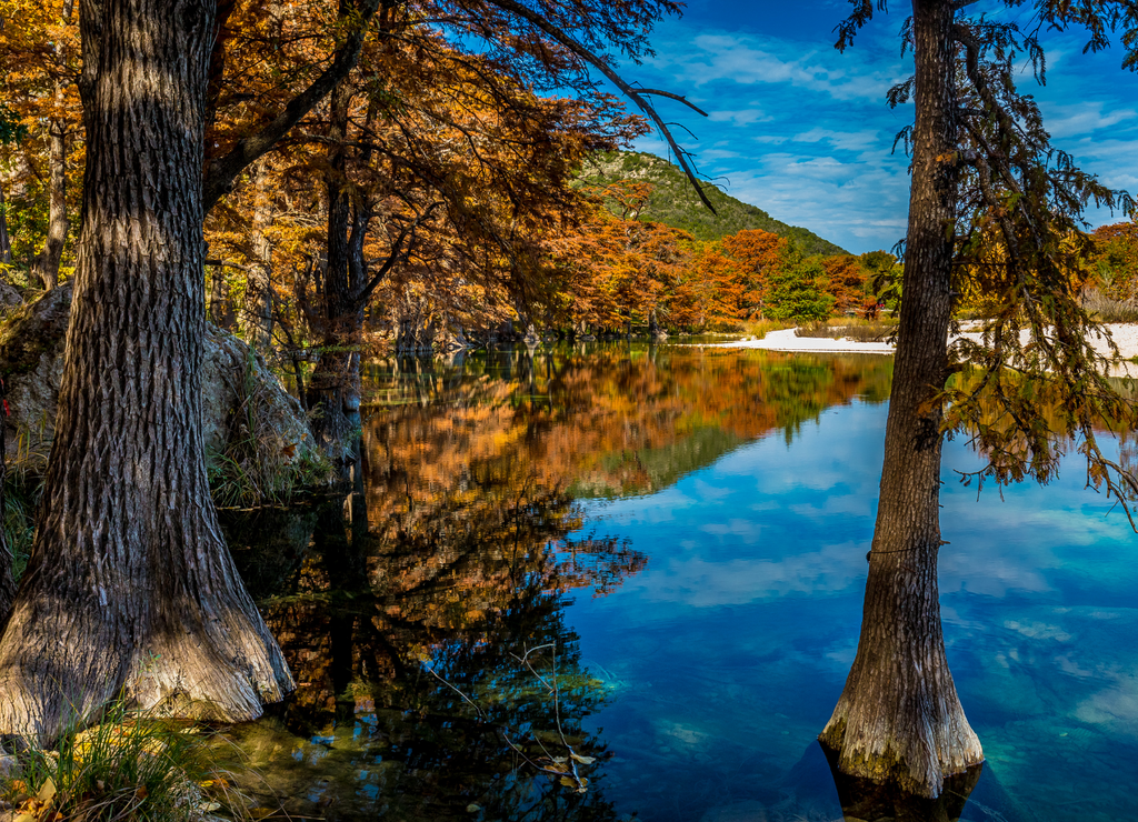 Garner State Park Tree