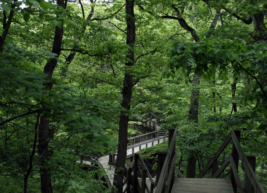 forest walk of starved rock state park