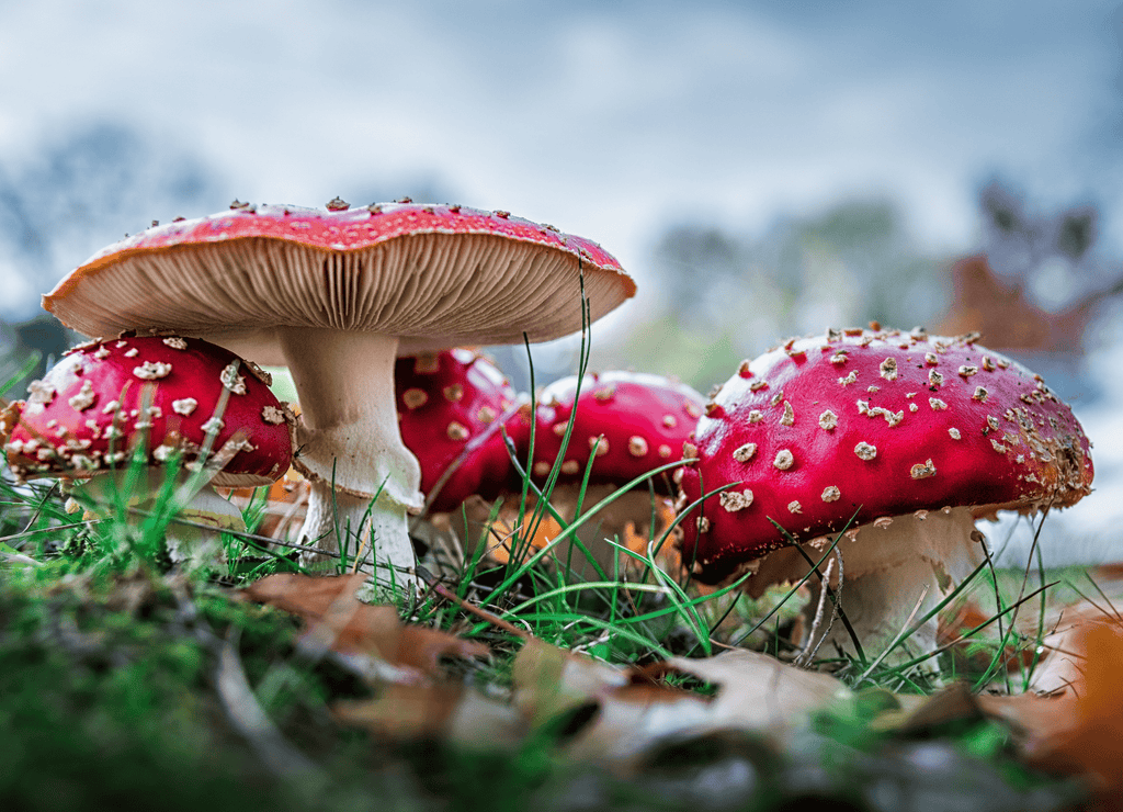 camping in areas with Poisonous Mushrooms