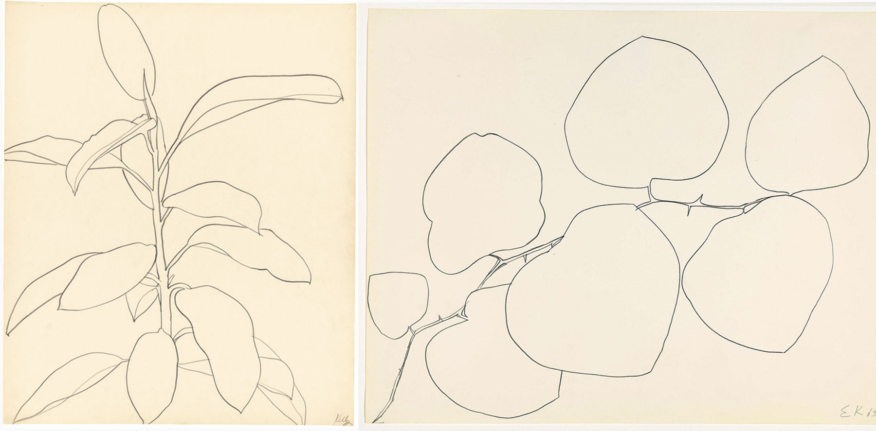 ellsworth kelly, flower drawing, botanical drawing, anna pepe, artist, blog, forn studio