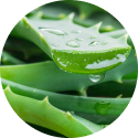 Aloe_vera