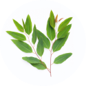 Curry_Leaves_Oil
