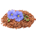 Flax_Seed
