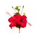 Hibiscus_Extract