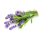 Lavender_Distillate