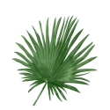 Saw_Palmetto