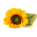Sunflower_Seed_Oil