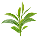 Tea_Tree_Oil