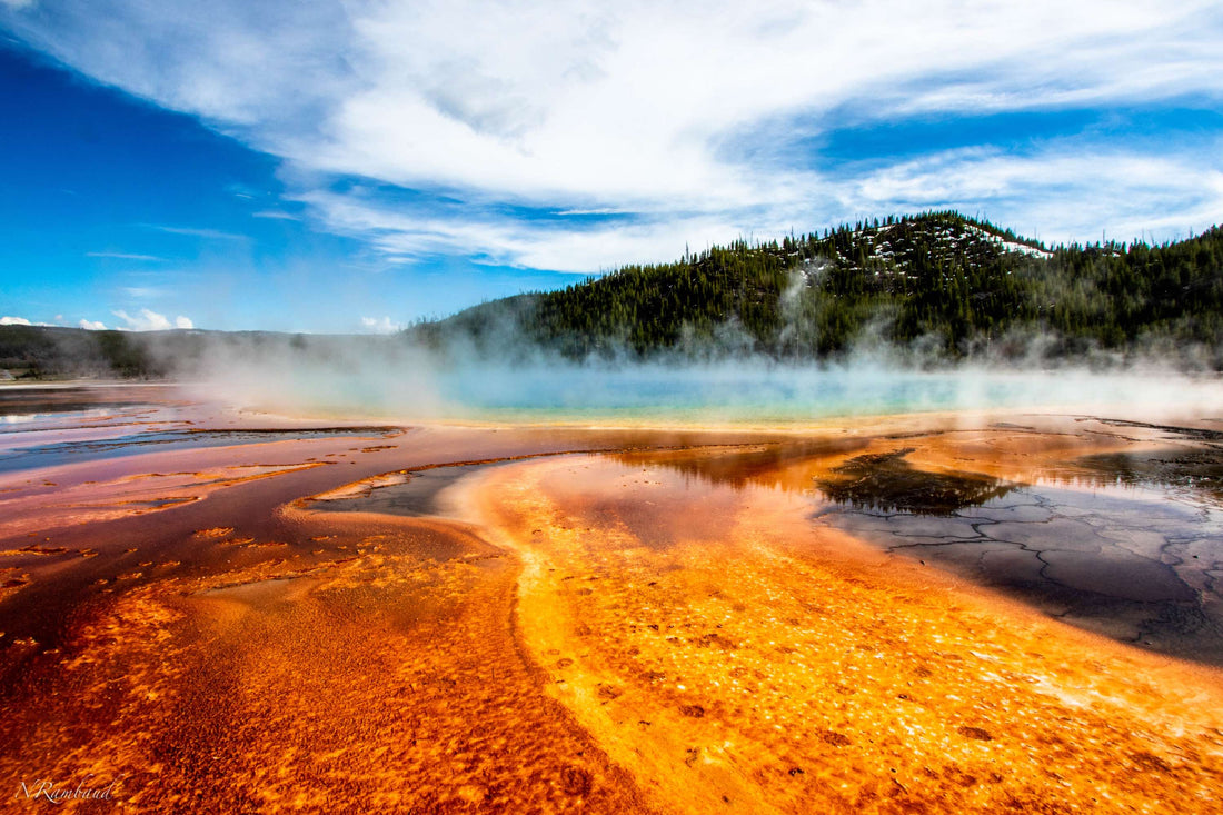 are dogs allowed at yellowstone national park