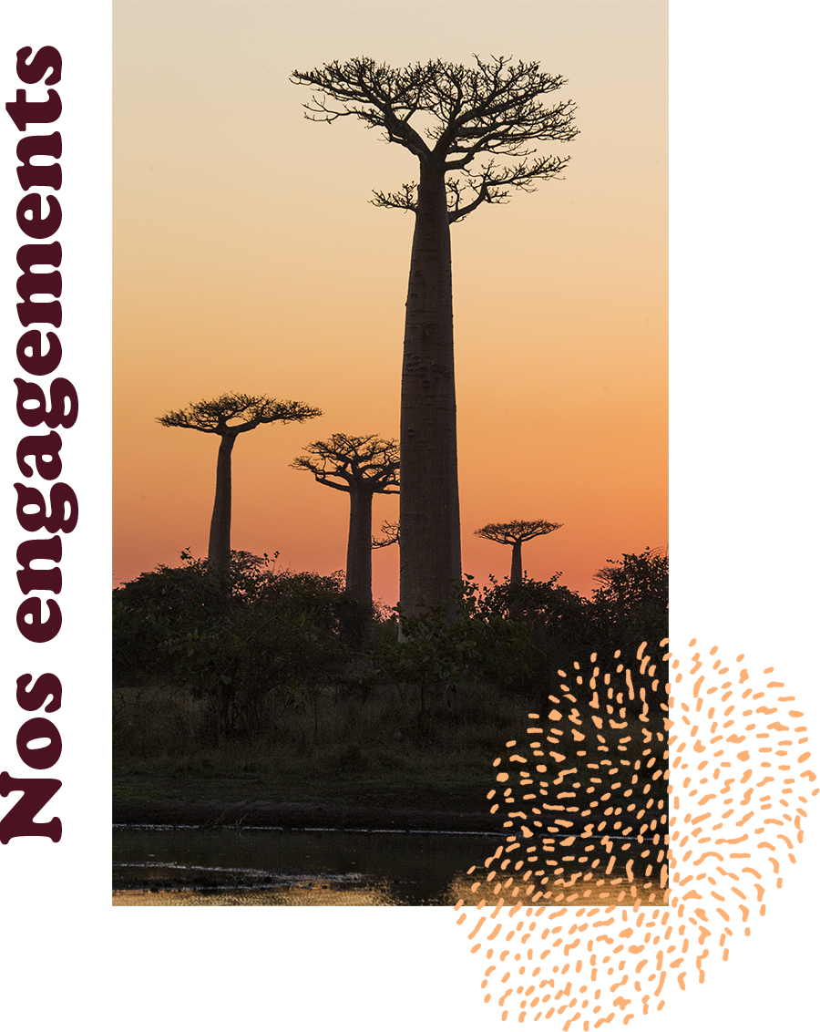 Poudre de baobab - le superaliment – Balenti, la force du baobab en vous !