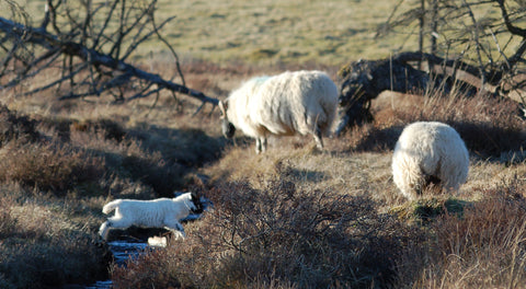 British wool