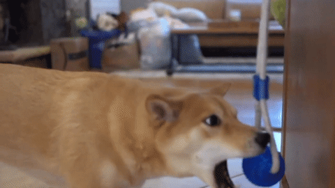 TugoWar - Self Amusing Dog Toy – The Pet Heaven Store