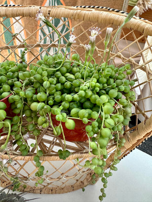 String of Pearls - Groovy Growing - String Of Pearls Live Plant