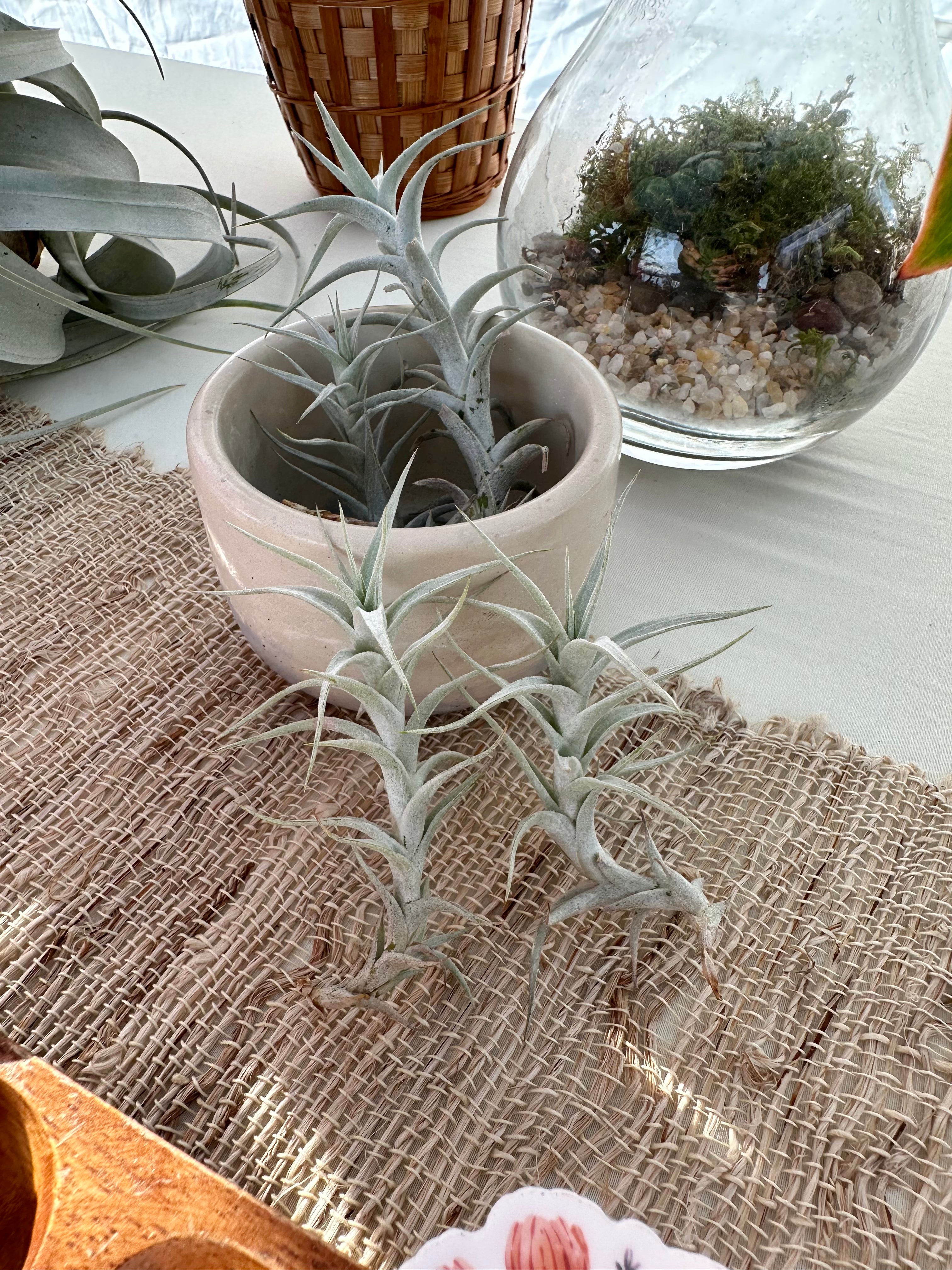 Tillandsia • Albida Minor