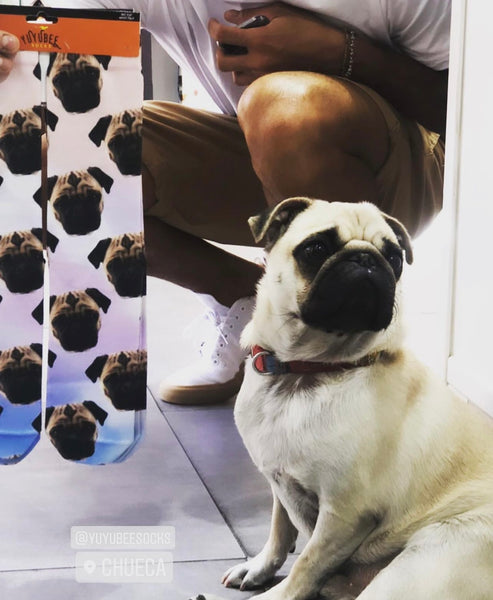 Mars el perro de la tienda de calcetines de Chueca