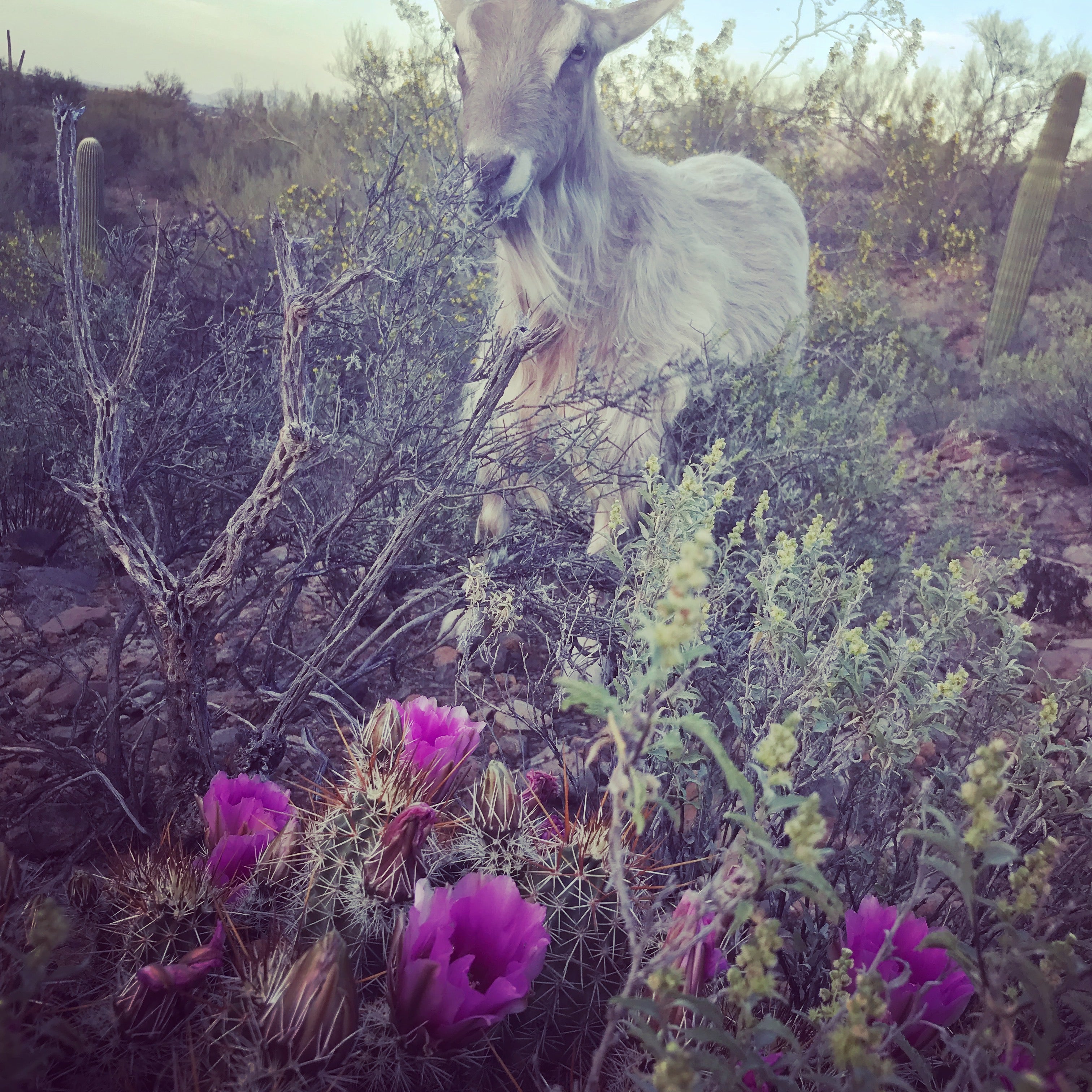 spring equinox Kate's goat Zizou and cactus flowers