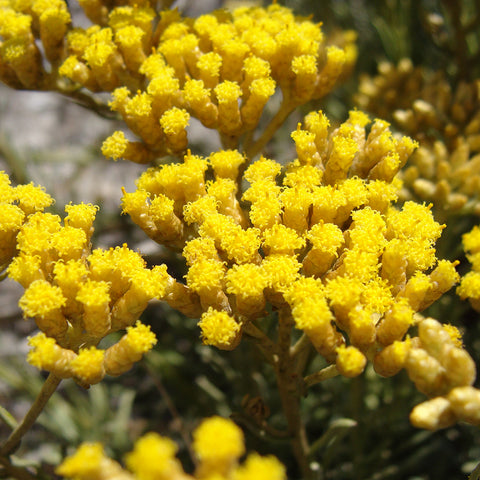 Helichrysum Flowers